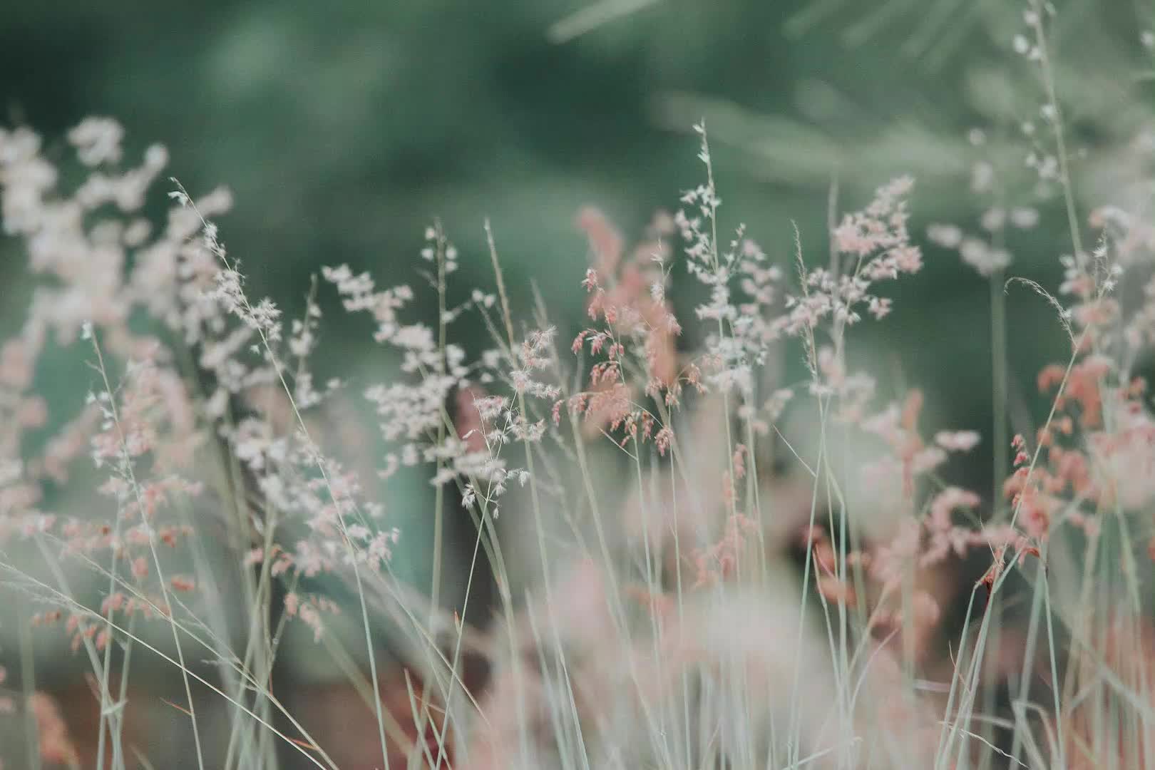 第八节 正念的态度第一部分