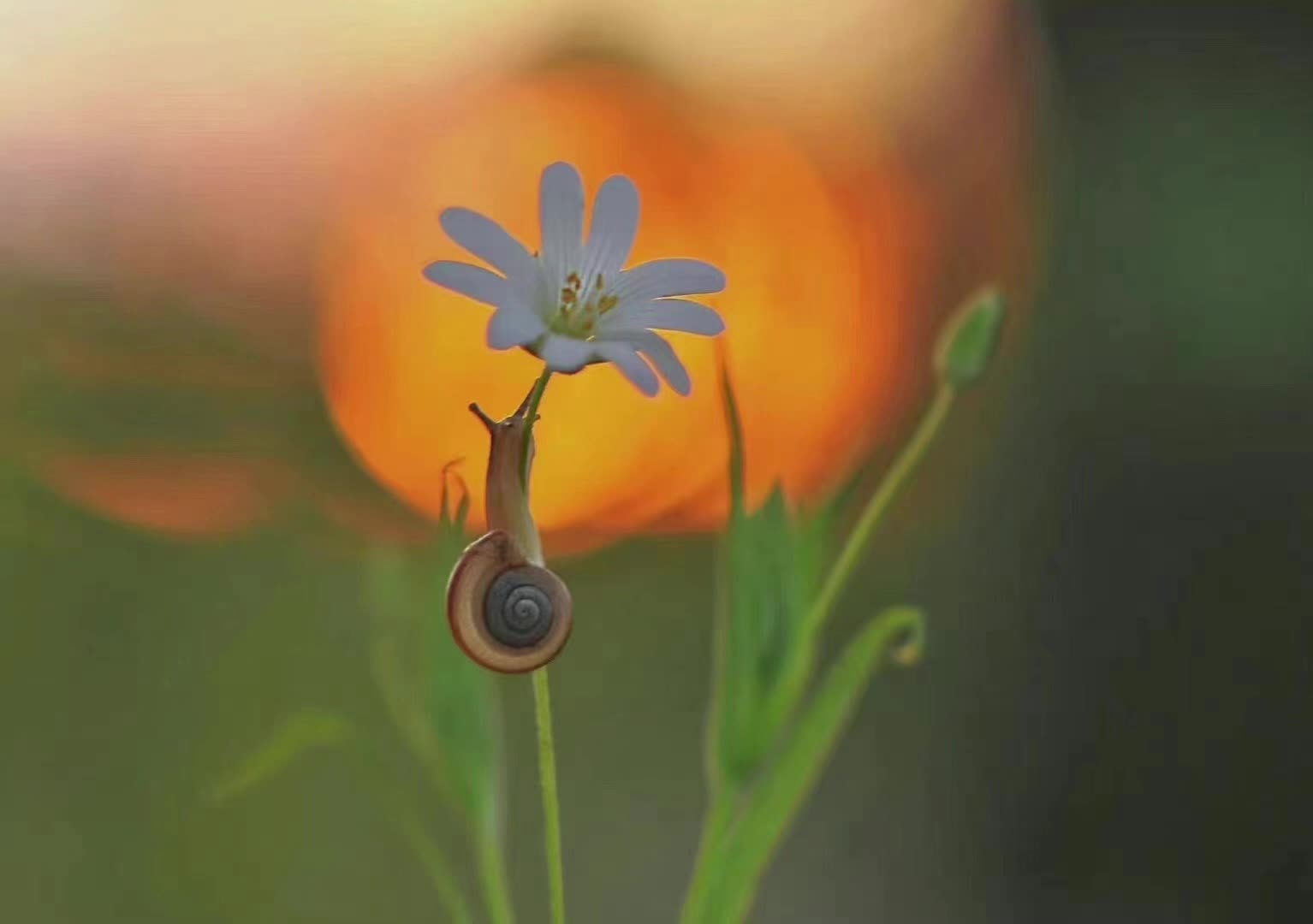 第五节 正念观呼吸练习